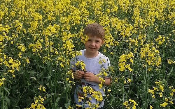 Gold vom Feld: Rapshonig aus eigener Bienenpatenschaft